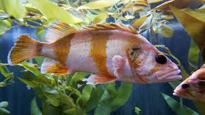 Image result for Sebastes