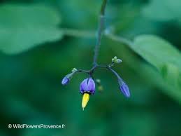 Attēlu rezultāti vaicājumam “Solanum dulcamara flower”