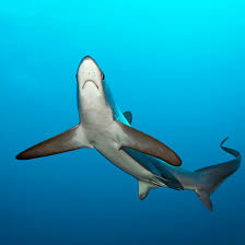 Image result for Alopias vulpinus