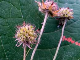 Image result for Knautia arvensis