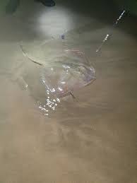 Image result for Raja polystigma