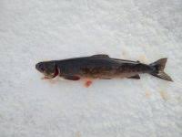 Image result for Salvelinus alpinus