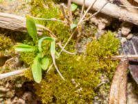 Attēlu rezultāti vaicājumam “Didymodon tophaceus sporophyte”