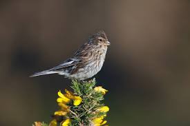 Image result for twite photo