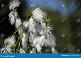 Attēlu rezultāti vaicājumam “Eleocharis quinqueflora flower”