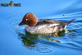 Attēlu rezultāti vaicājumam “Bucephala clangula female”