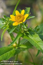 Attēlu rezultāti vaicājumam “Bidens cernua flower”
