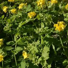 Attēlu rezultāti vaicājumam “Chelidonium majus”