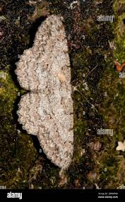 Attēlu rezultāti vaicājumam “Hypomecis roboraria”