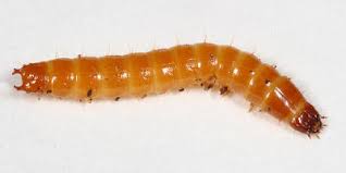 Attēlu rezultāti vaicājumam “Elateridae larva”
