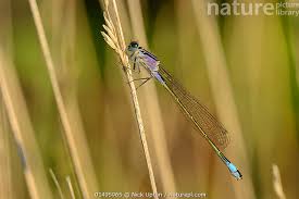 Attēlu rezultāti vaicājumam “Ischnura elegans”