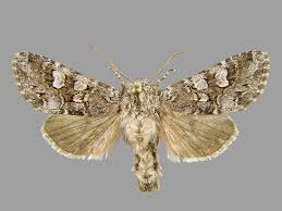 Attēlu rezultāti vaicājumam “Papestra biren”