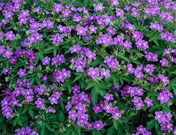 Attēlu rezultāti vaicājumam “Geranium sylvaticum”