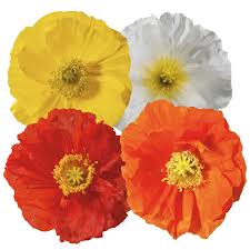 Image result for Papaver nudicaule