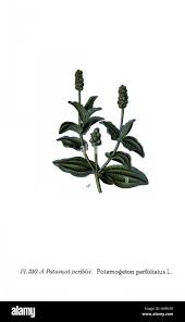 Attēlu rezultāti vaicājumam “Potamogeton perfoliatus flower”