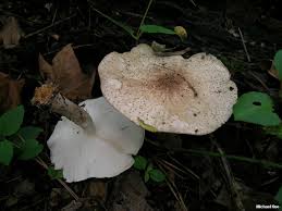 Attēlu rezultāti vaicājumam “Lepiota aspera”