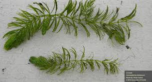 Attēlu rezultāti vaicājumam “Ceratophyllum demersum”