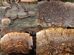 Attēlu rezultāti vaicājumam “Gloeophyllum trabeum”