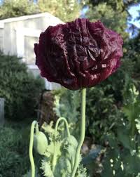 Image result for Papaver somniferum Black