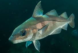 Image result for Melanogrammus aeglefinus