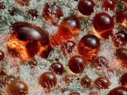 Attēlu rezultāti vaicājumam “Arcyria imperialis spores”