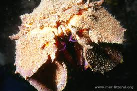 Image result for Scyllarides latus