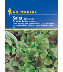 Image result for Pflücksalat