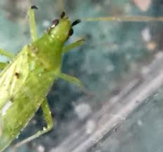 Attēlu rezultāti vaicājumam “Licea pygmaea macro”