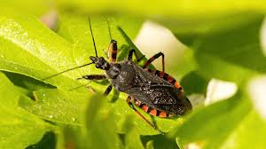 Attēlu rezultāti vaicājumam “Rhynocoris annulatus imago”