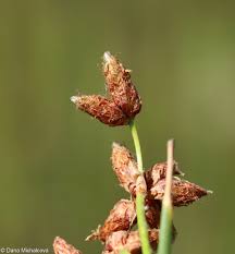 Attēlu rezultāti vaicājumam “Schoenoplectus lacustris subsp. lacustris”