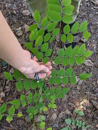 Attēlu rezultāti vaicājumam “Gymnocladus dioicus leaf”