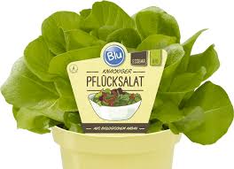 Image result for Pflücksalat