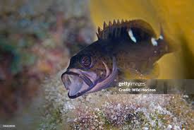 Image result for Cephalopholis fulva