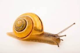 Attēlu rezultāti vaicājumam “Cepaea hortensis”