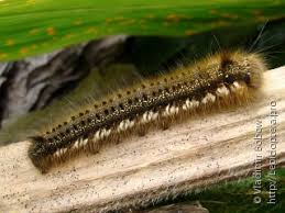 Attēlu rezultāti vaicājumam “Euthrix potatoria larva”