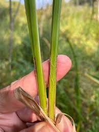 Attēlu rezultāti vaicājumam “Carex atherodes”