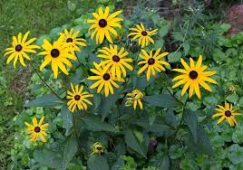 Image result for Rudbeckia fulgida