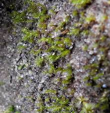 Attēlu rezultāti vaicājumam “Dicranella crispa”