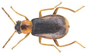 Attēlu rezultāti vaicājumam “Malachidae”