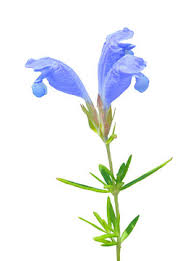 Attēlu rezultāti vaicājumam “Dracocephalum ruyschiana flower”