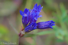 Attēlu rezultāti vaicājumam “Gentiana pneumonanthe leaf”