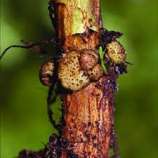 Attēlu rezultāti vaicājumam “Bayeriola thymicola”