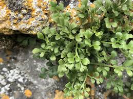 Attēlu rezultāti vaicājumam “Asplenium ruta-muraria”