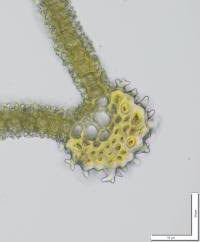 Attēlu rezultāti vaicājumam “Syntrichia latifolia macro”