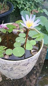 Attēlu rezultāti vaicājumam “Nymphaeaceae”