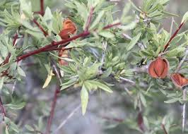 Attēlu rezultāti vaicājumam “Padus avium fruit”
