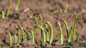 Attēlu rezultāti vaicājumam “Asparagus officinalis”