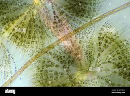 Attēlu rezultāti vaicājumam “Batrachospermum moniliforme”