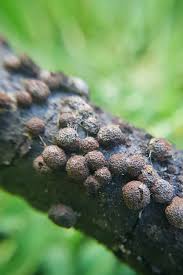 Attēlu rezultāti vaicājumam “Hypoxylon vogesiacum”