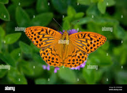 Attēlu rezultāti vaicājumam “Argynnis paphia male”